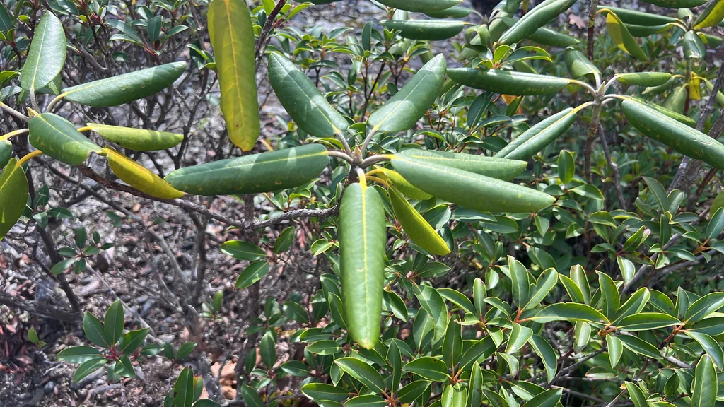 Rhododendron Catawbiense