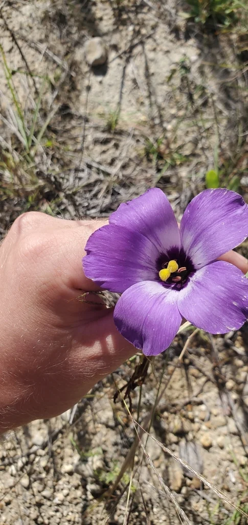 Eustoma Grandiflorum