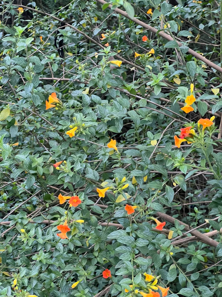 Streptosolen Jamesonii
