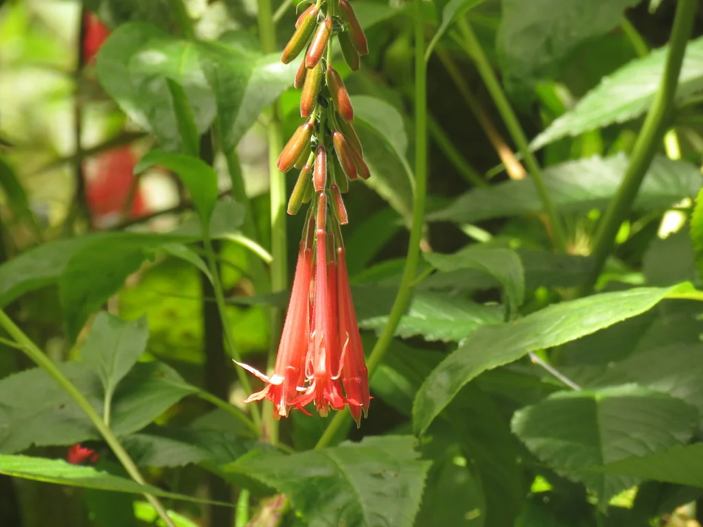 Fuchsia Boliviana
