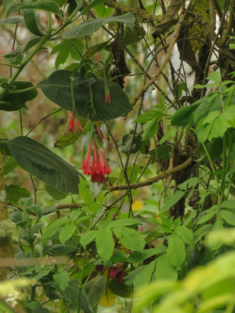 Fuchsia Boliviana