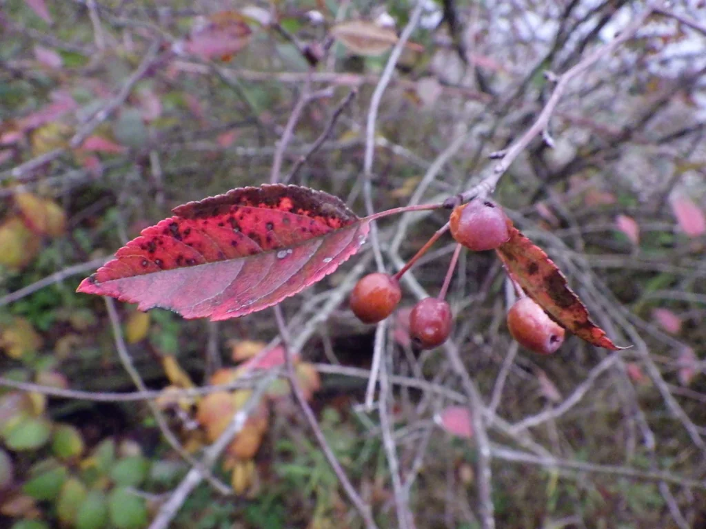 Malus Fusca
