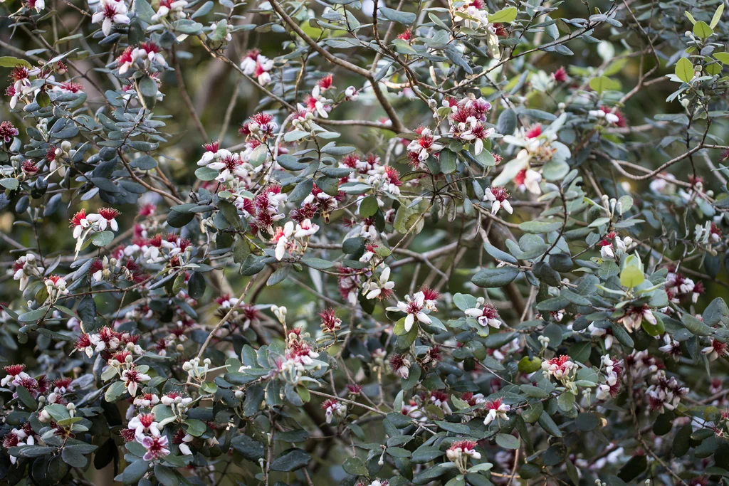 Feijoa sellowiana
