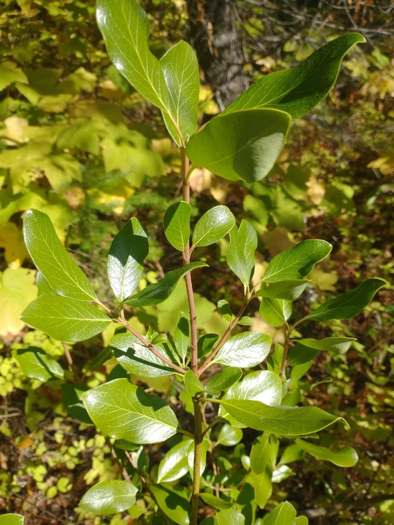 Garrya Fremontii