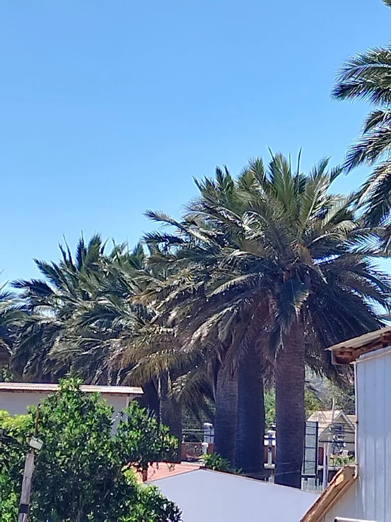 Jubaea Chilensis