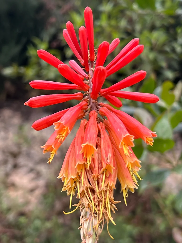 Kniphofia Uvaria