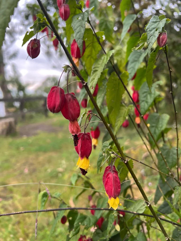 Abutilon Megapotamicum