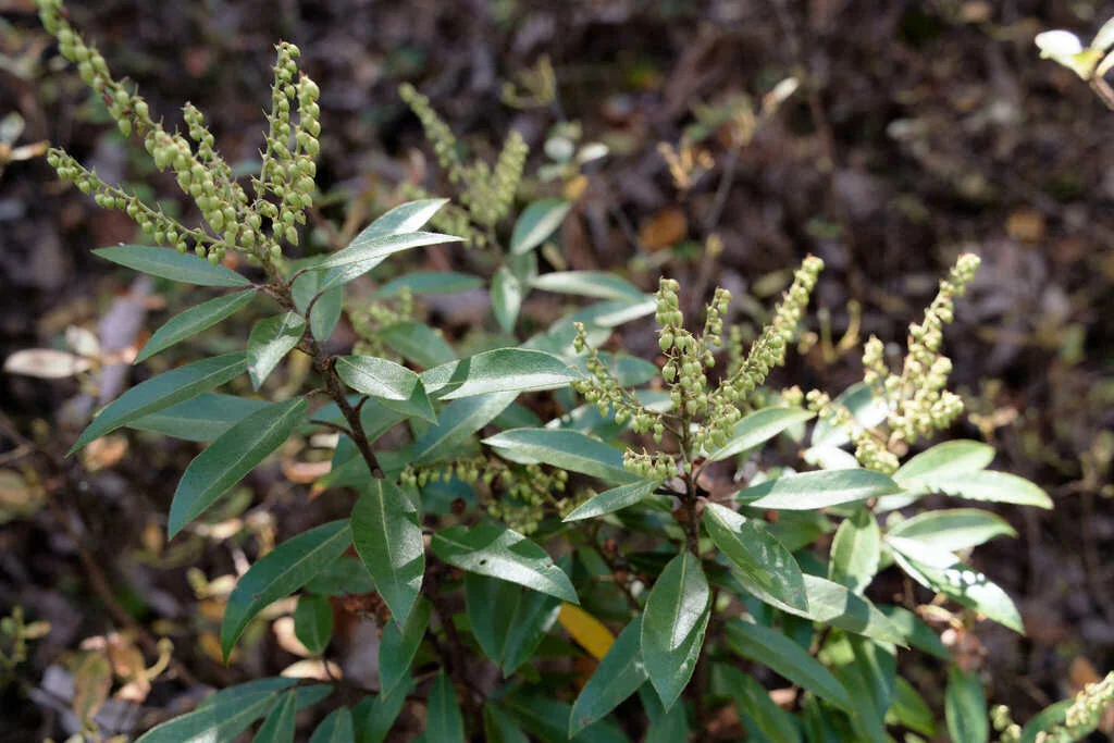 Pieris Floribunda