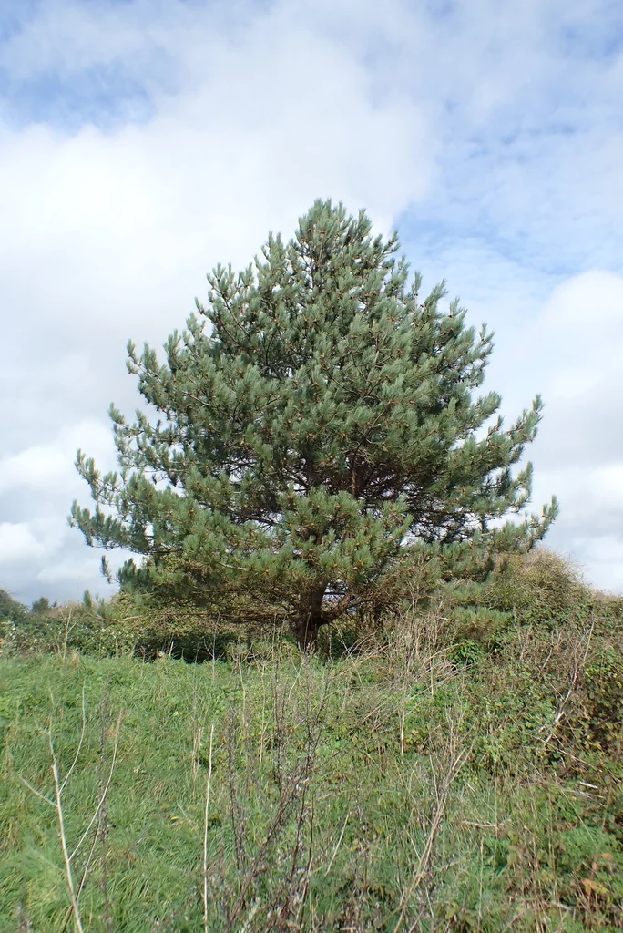 Pinus nigra