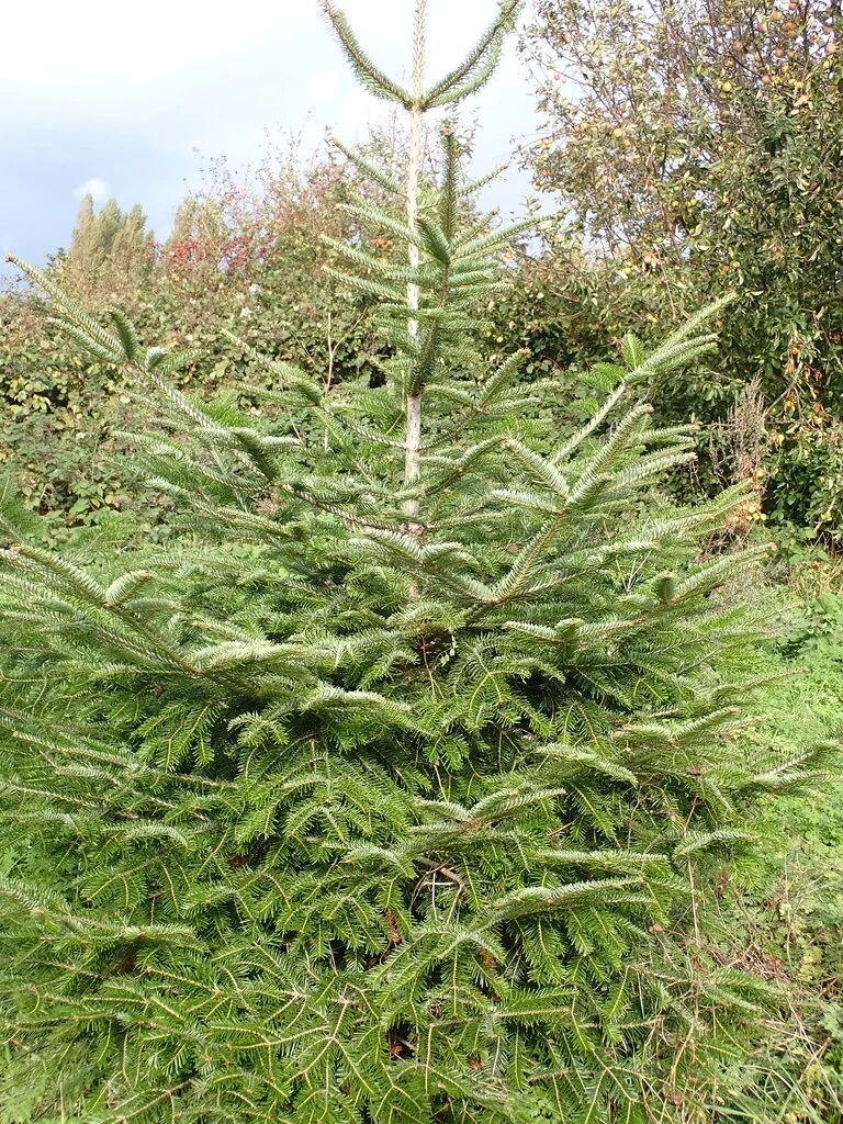 Abies Nordmanniana