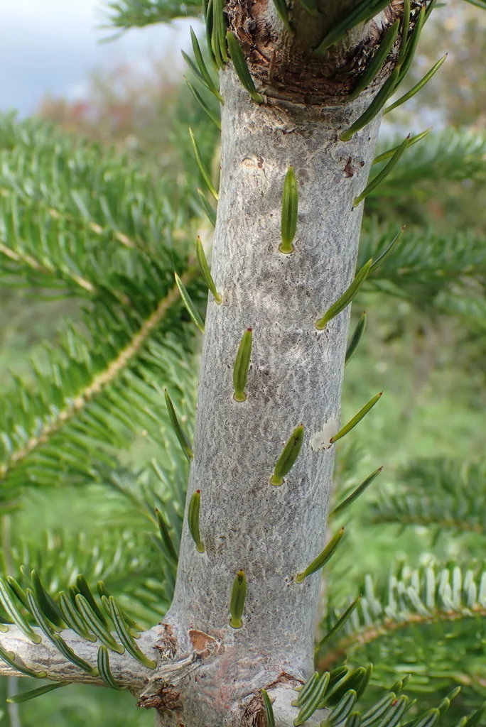 Abies Nordmanniana