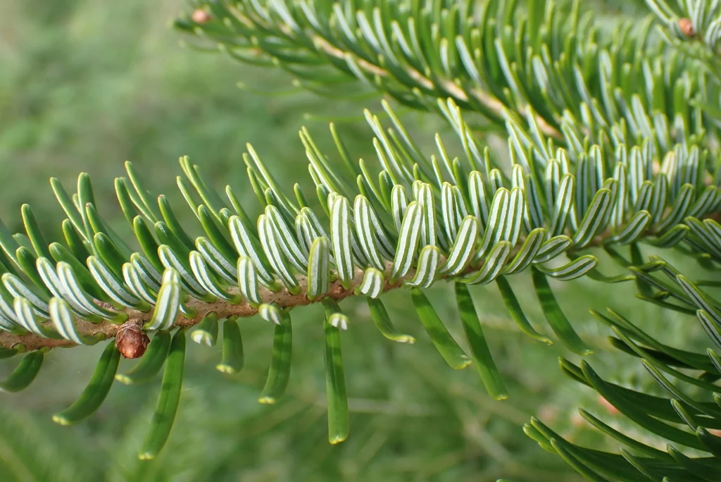 Abies Nordmanniana