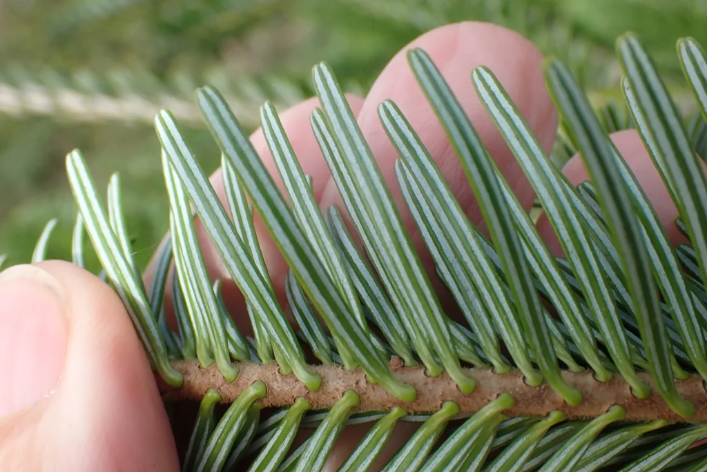Abies Nordmanniana