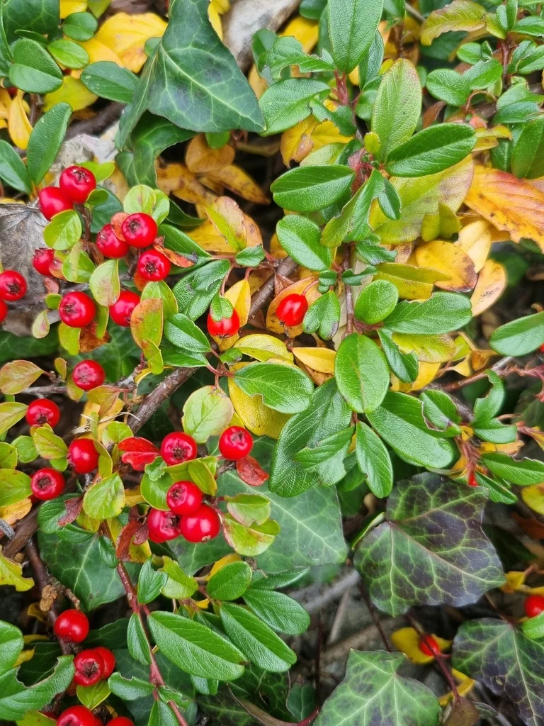 Cotoneaster Dammeri