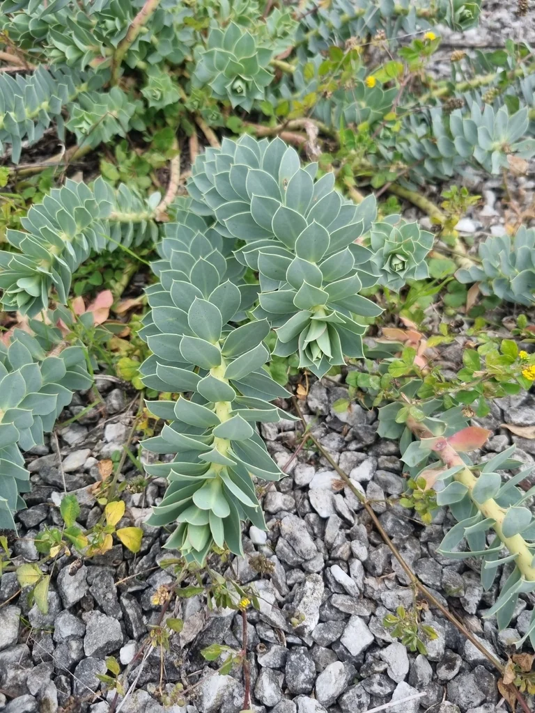 Euphorbia Myrsinites