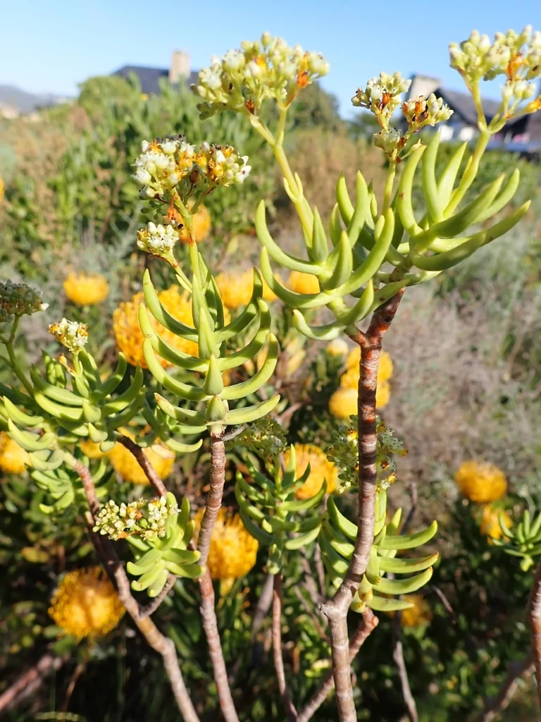 Crassula Tetragona