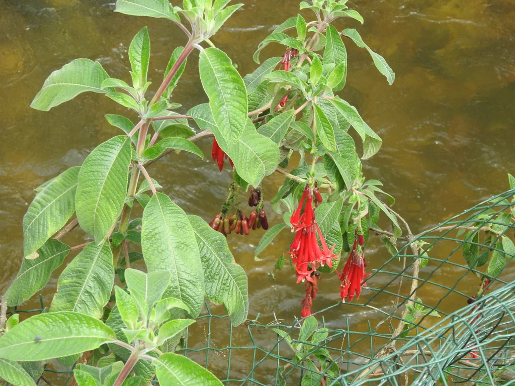 Fuchsia Boliviana