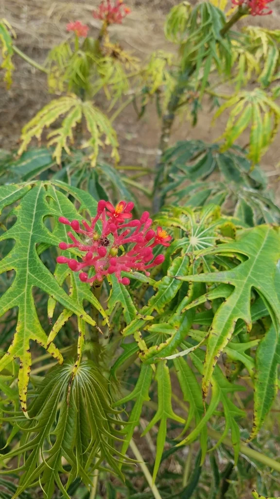 Jatropha Multifida