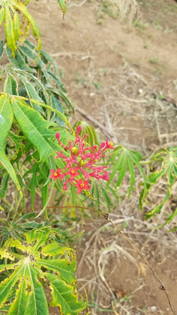 Jatropha Multifida