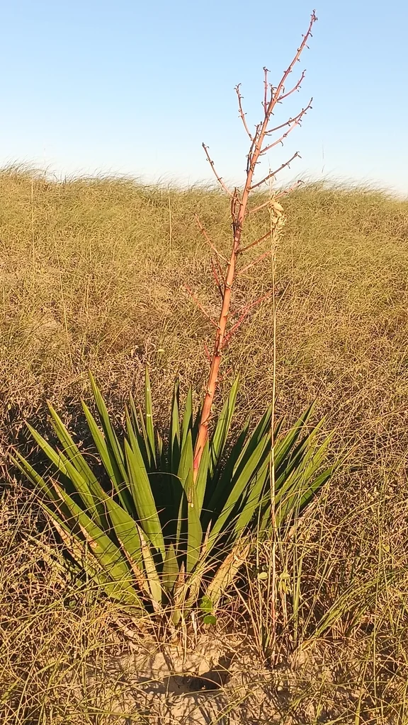 Yucca Gloriosa
