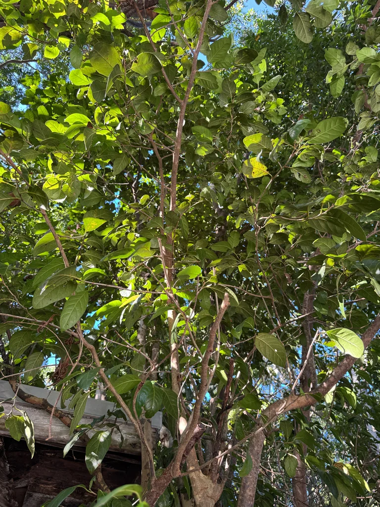 Coccoloba Diversifolia