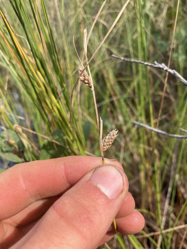 Carex Lasiocarpa
