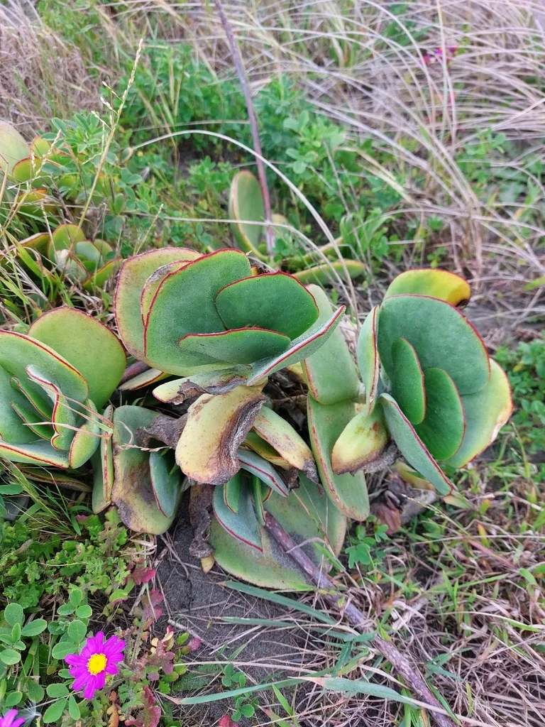 Cotyledon Orbiculata