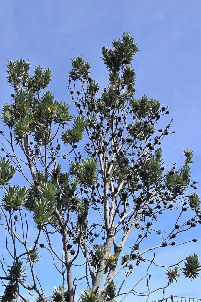 Leucadendron Argenteum