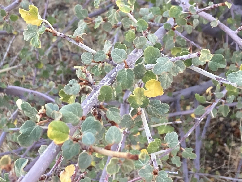 Fremontodendron Californicum