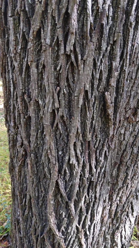 Carya Glabra