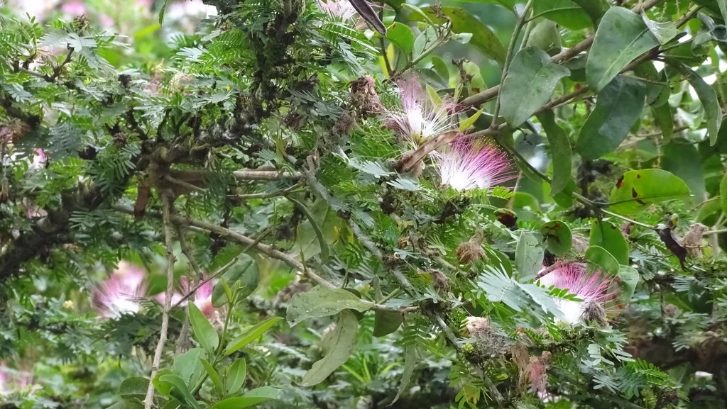 Calliandra Surinamensis