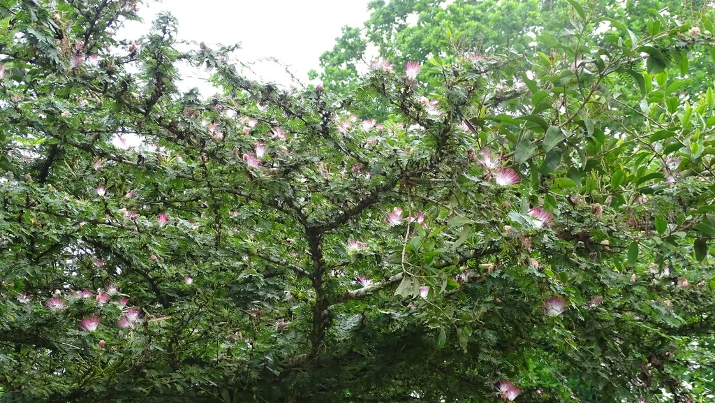 Calliandra Surinamensis