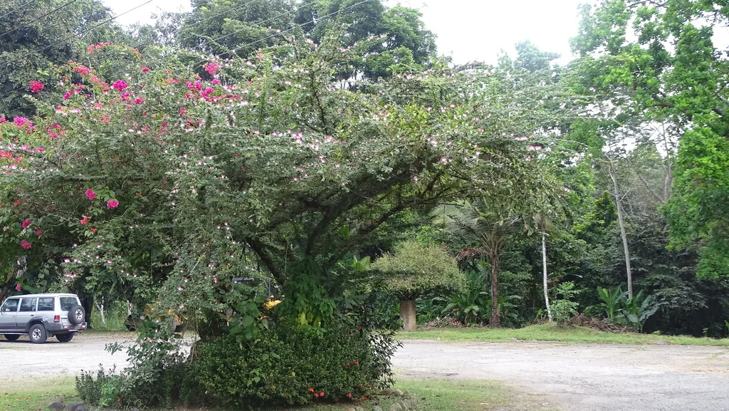 Calliandra Surinamensis
