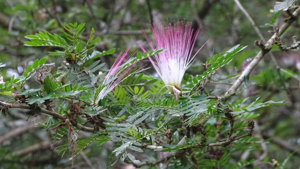 Calliandra Surinamensis