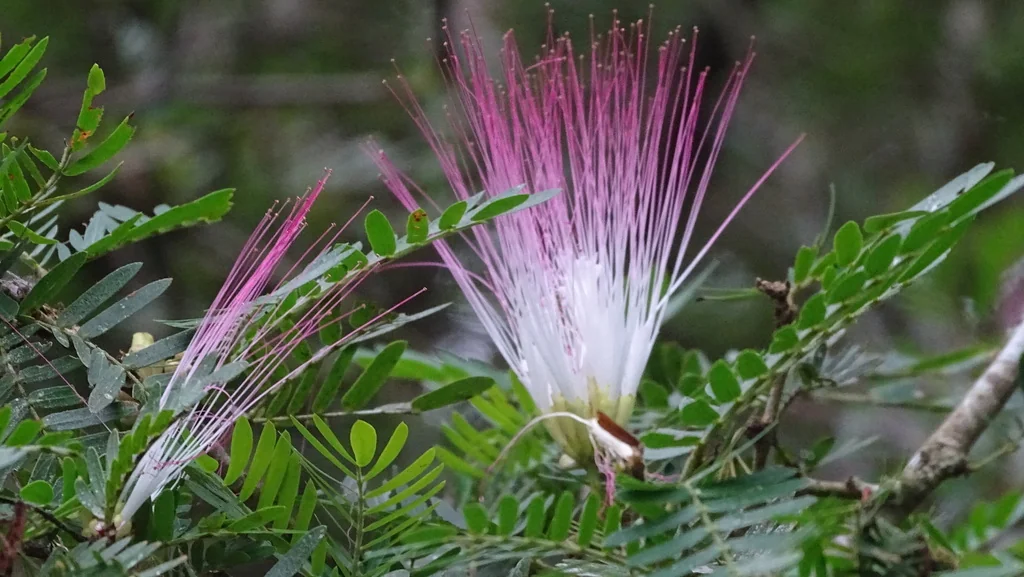 Calliandra Surinamensis