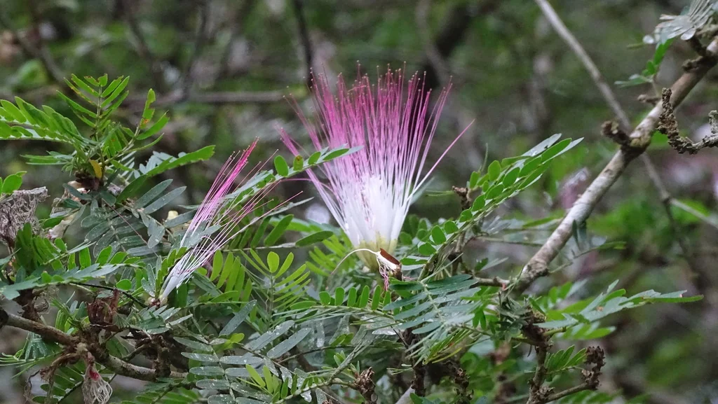 Calliandra Surinamensis