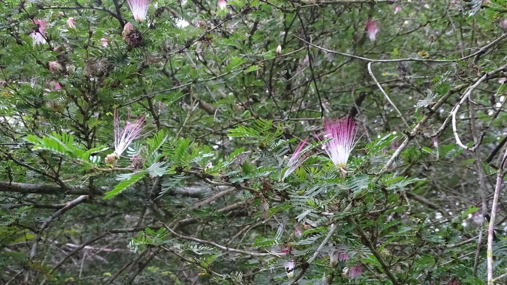 Calliandra Surinamensis
