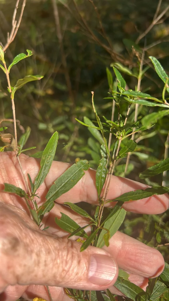 Hypericum Prolificum
