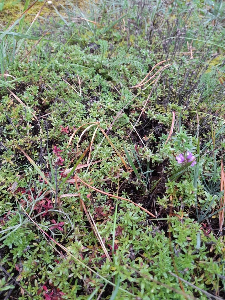 Thymus Serpyllum