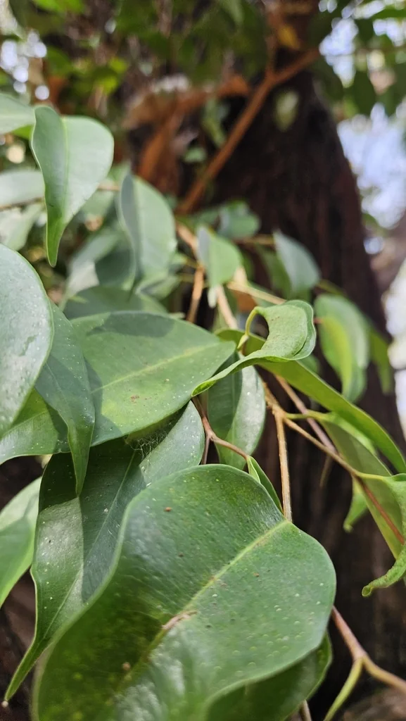Ficus benjamina