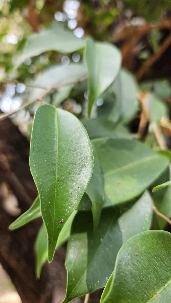 Ficus benjamina