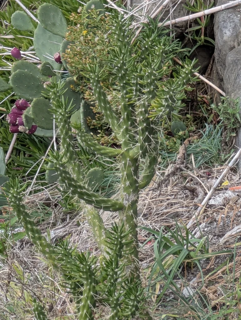 Opuntia Subulata