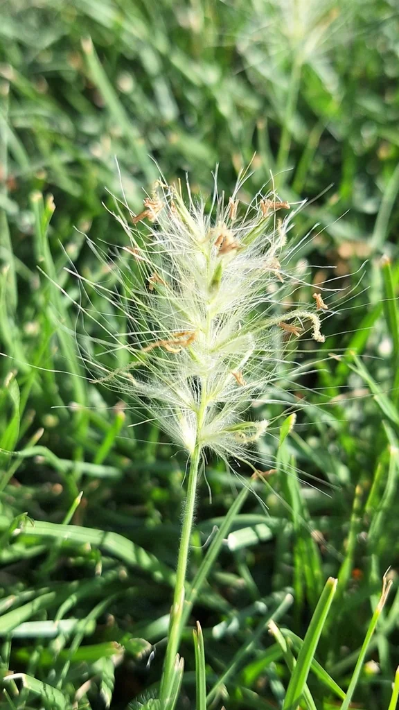 Pennisetum Villosum