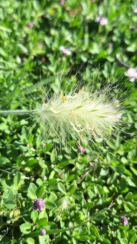 Pennisetum Villosum