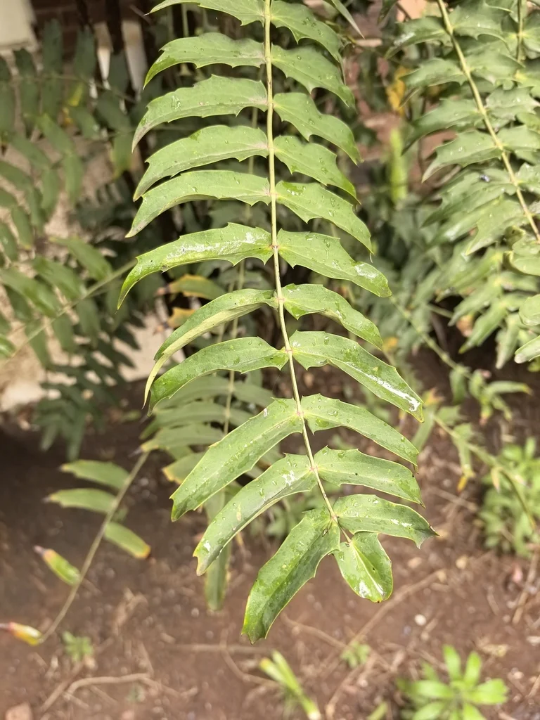 Mahonia Lomariifolia