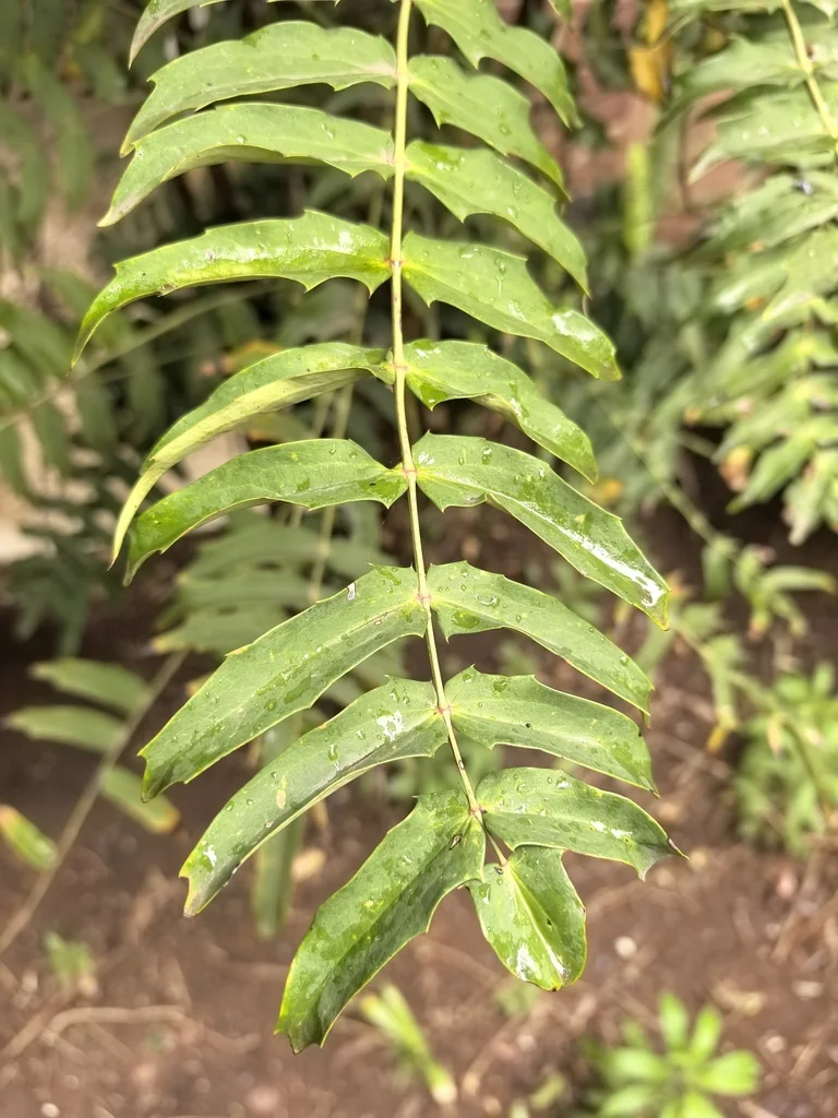 Mahonia Lomariifolia