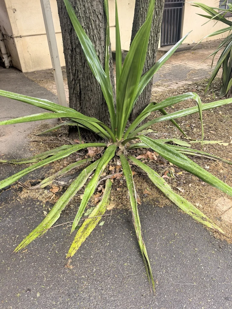 Furcraea Foetida
