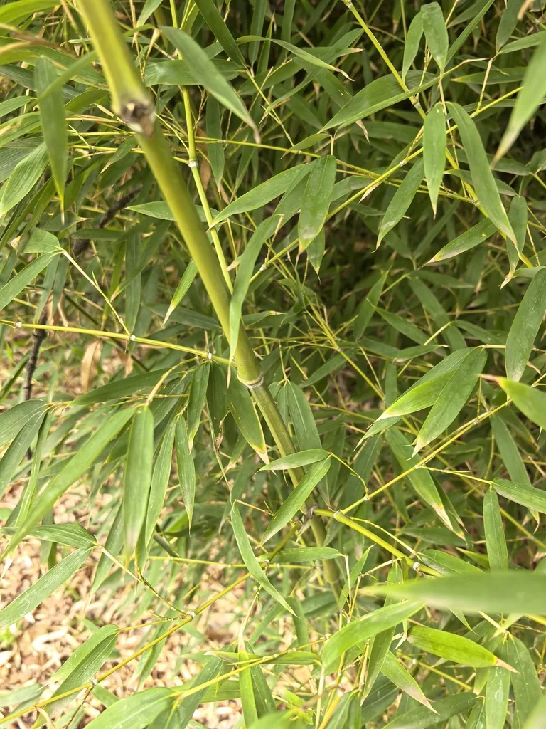 Phyllostachys Aurea