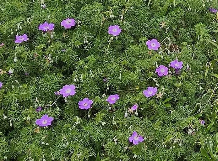 Geranium Incanum