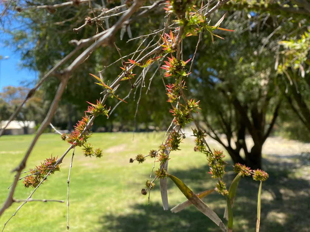 Agonis Flexuosa